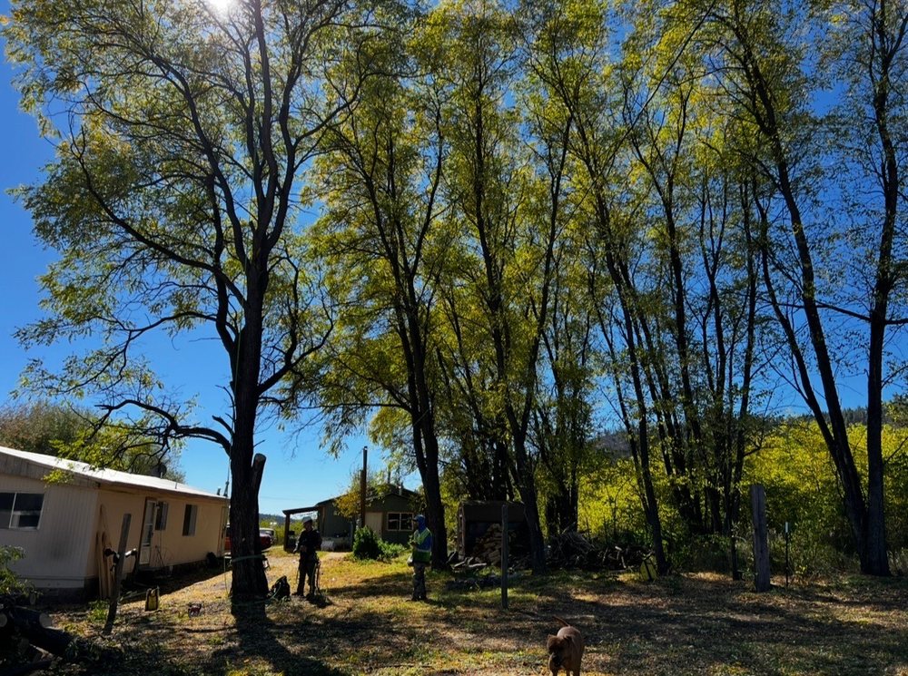 NM Skyline Tree Removal - tree service in Las Vegas, NM