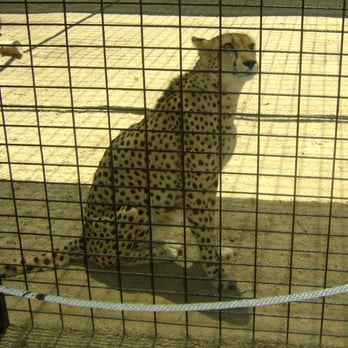 Wild Wonders - Victor - Zoos Near Me - Bonsall, California Wild Wonders - Victor - Zoos Near Me - Bonsall, California