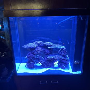 Beital's Aquariums - Aquarium Services Near Me - Pearl River, New York Beital's Aquariums - Aquarium Services Near Me - Pearl River, New York