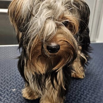 Starstruck Pet Grooming - Pet Groomers Near Me Starstruck Pet Grooming - Pet Groomers Near Me