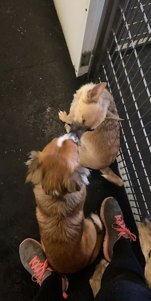 BEST FRIENDS FOREVER PET CARE 42 Photos & 38 Reviews 4613 E 23rd