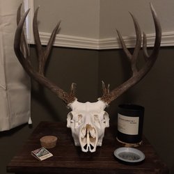 Two Tall Taxidermy - Mule Euro