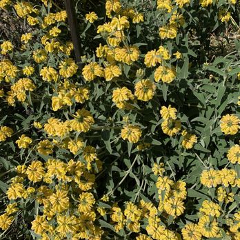 Arlington Garden in Pasadena - Yellow flowers :) - Botanical Gardens Near Me - Pasadena, California Arlington Garden in Pasadena - Yellow flowers :) - Botanical Gardens Near Me - Pasadena, California