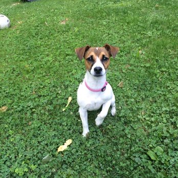 Sitting Pretty Pet Services - JR - Pet Training Near Me Sitting Pretty Pet Services - JR - Pet Training Near Me