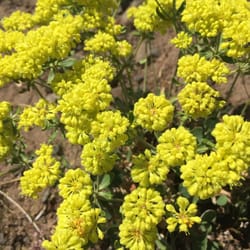 Hells Canyon Overlook - Wildflowers at the parking area!