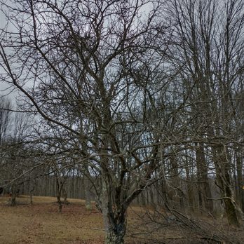 Tree Frog Arboriculture - a bare tree in a field - Tree Services Near Me