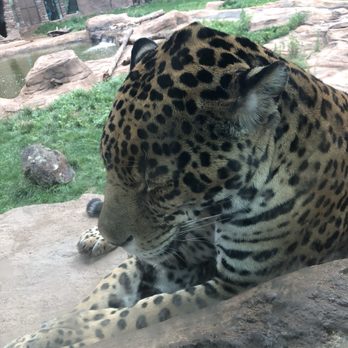 Bearizona - Libre the Leopard - Zoos Near Me - Williams, Arizona Bearizona - Libre the Leopard - Zoos Near Me - Williams, Arizona