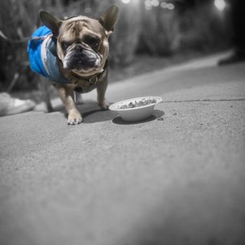 Bark & Bite Express - eating his pup bowl. - Food Trucks Near Me