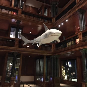 Bishop Museum - Found a shark! - Museums Near Me - Honolulu, Hawaii