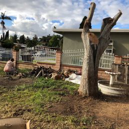 a tree that has been cut down a tree that has been cut down
