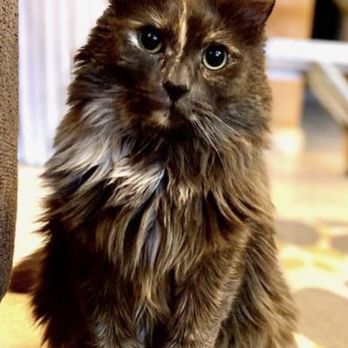 PetSmart Dog Training - Piper - Pet Training Near Me - Lacey, Washington