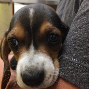 Peticularly Perfect - Here's our puppy! - Pet Training Near Me