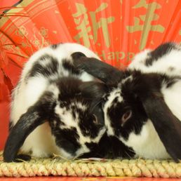 Mocha and Muffin at Bunny bunch portrait sitting Mocha and Muffin at Bunny bunch portrait sitting