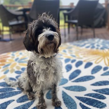 Pawsitive Pet Sitting by Karina - Pet Sitting Near Me Pawsitive Pet Sitting by Karina - Pet Sitting Near Me