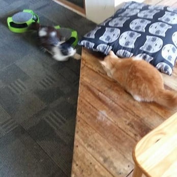 Miao Cat Cafe - Cafes Near Me - Quezon City, NCR Miao Cat Cafe - Cafes Near Me - Quezon City, NCR