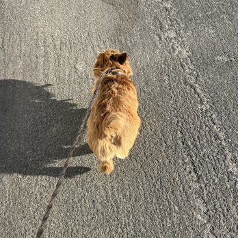 The Ranch Dog Training - Picking @KobeTheNorwich up from #TheRanchDogTraining! @BryantCabrera - Pet Training Near Me - Los Angeles, California The Ranch Dog Training - Picking @KobeTheNorwich up from #TheRanchDogTraining! @BryantCabrera - Pet Training Near Me - Los Angeles, California