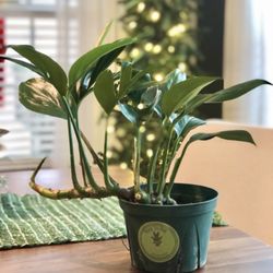 Root to Rise Plant