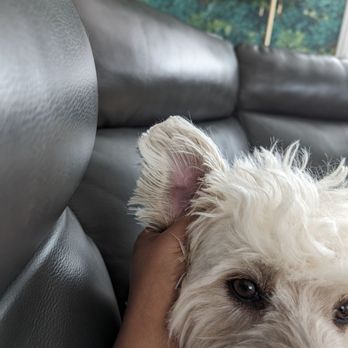4 Paws Grooming - Pet Groomers Near Me - Lancaster, California 4 Paws Grooming - Pet Groomers Near Me - Lancaster, California
