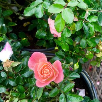 Hughes & Hughes Nursery - New roses for Spring - Nurseries & Gardening Near Me - Ash, North Carolina Hughes & Hughes Nursery - New roses for Spring - Nurseries & Gardening Near Me - Ash, North Carolina