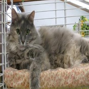 The Enchanted Cat - Pet Boarding Near Me - Richmond, Illinois