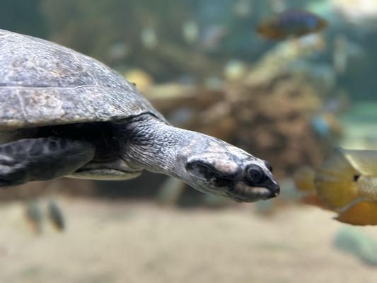 Shedd Aquarium by null