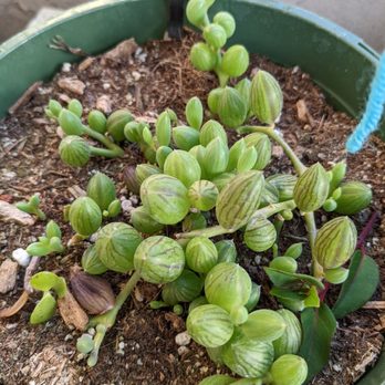 Freedom Nursery - Nurseries & Gardening Near Me - Watsonville, California