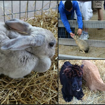 Cedar Point - The petting zoo area was a real treat! - Amusement Parks Near Me - Sandusky, Ohio Cedar Point - The petting zoo area was a real treat! - Amusement Parks Near Me - Sandusky, Ohio