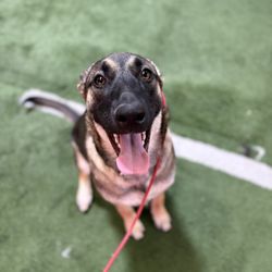 Ohana K9 Academy - My dog!