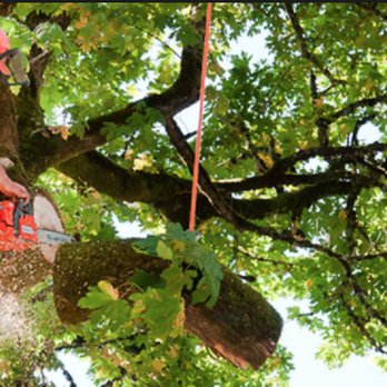 John Dossey Tree Service - Tree Services Near Me John Dossey Tree Service - Tree Services Near Me