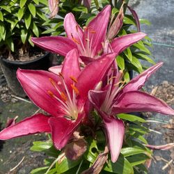 Davids Nursery