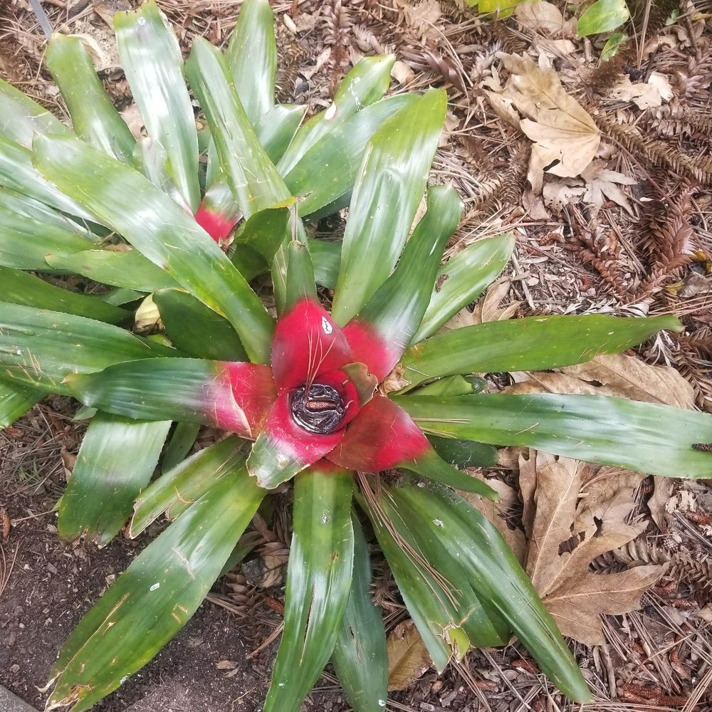 San Diego Botanic Garden - Botanical Gardens Near Me - Encinitas, California