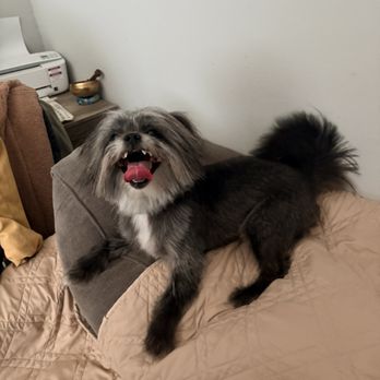 Wow! My dog - Pet Groomers Near Me Wow! My dog - Pet Groomers Near Me