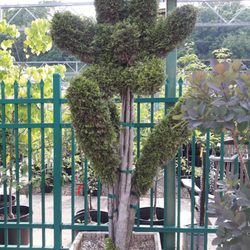 Chelse's Greenhouse