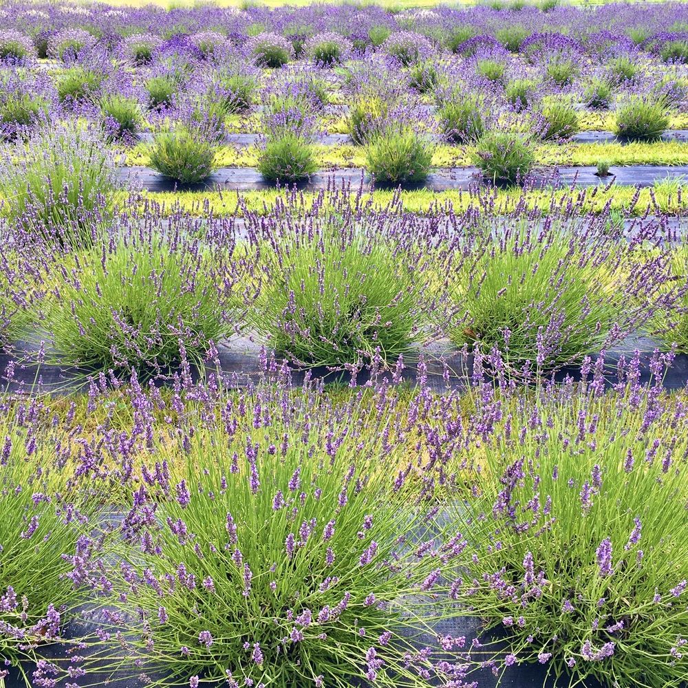 Hidden Spring Lavender & Alpacas - Gift Shops Near Me - Skillman, New Jersey