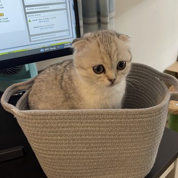 Luxury Kittens Scottish Fold - Pet Breeders Near Me - Los Angeles , California