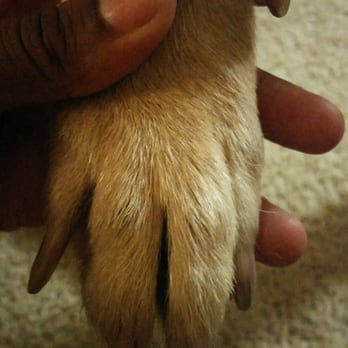 PetSmart - they are not cut - Pet Stores Near Me - Corona, California