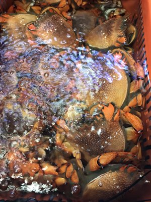 D&K Live Seafood by null