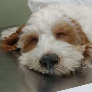 The Perfect Puppy - Pet Stores Near Me - Scituate, Rhode Island The Perfect Puppy - Pet Stores Near Me - Scituate, Rhode Island