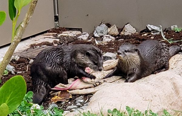 Auckland Zoo by null