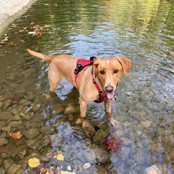Humane Society of Marion County Arkansas - "Colby" posts updates which HSMC volunteers follow on Instagram.