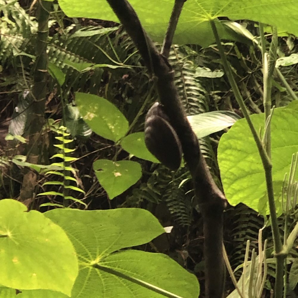 Bespoke Lifestyle Management - Rainforest - Tours Near Me - Carolina, Puerto Rico Bespoke Lifestyle Management - Rainforest - Tours Near Me - Carolina, Puerto Rico