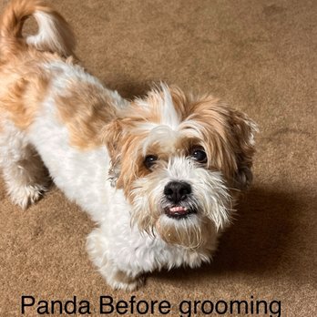 Velvet Paw Grooming - Pet Groomers Near Me Velvet Paw Grooming - Pet Groomers Near Me