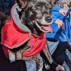 Bavarian Belle Riverboat - DOG FRIENDLY