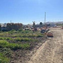 Looking back towards the main lot. Many ornamental pumpkins to choose from too.