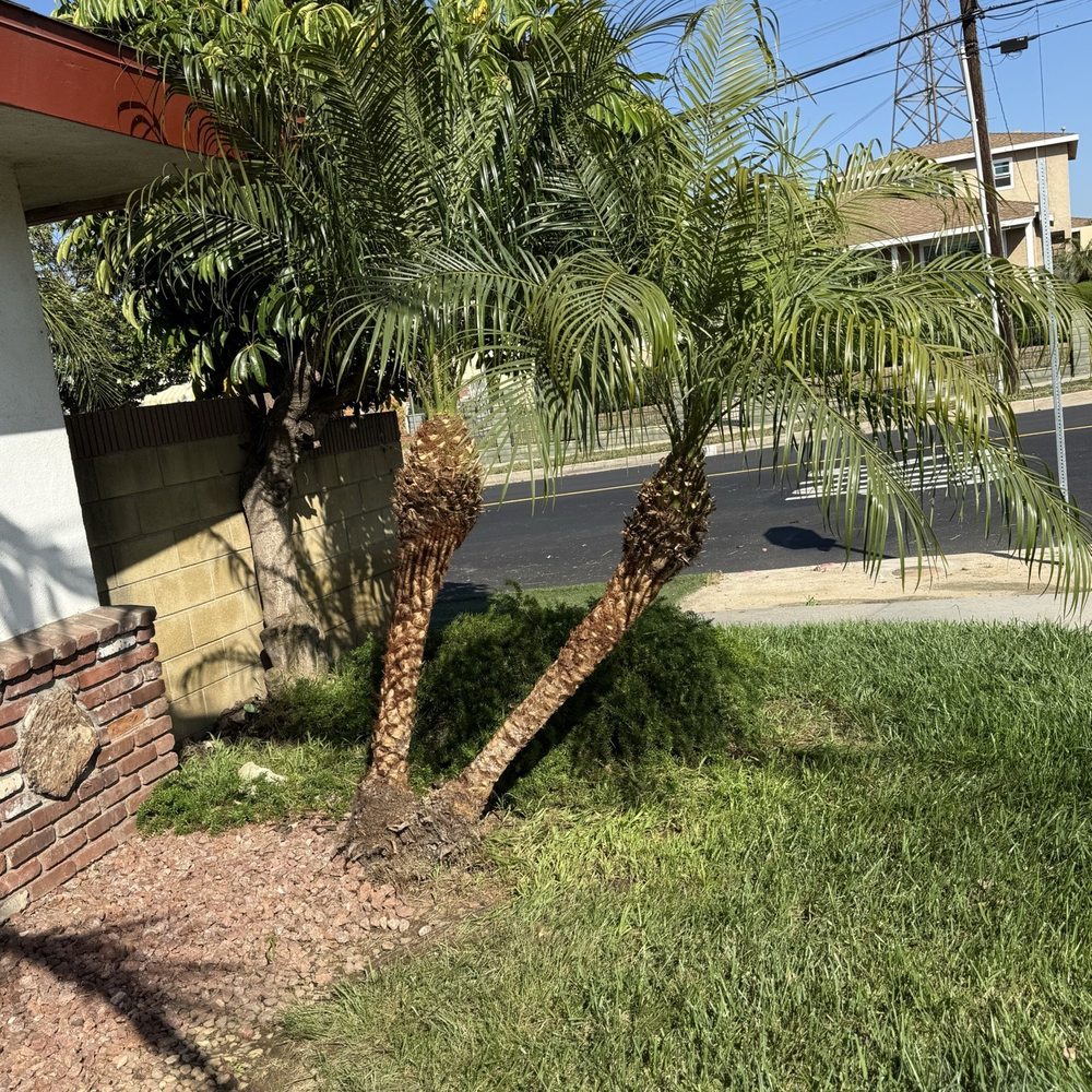GW Tree Service - Palm tree skinned and trimmed - Tree Services Near Me - Whittier, California GW Tree Service - Palm tree skinned and trimmed - Tree Services Near Me - Whittier, California