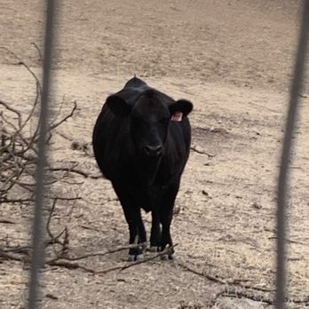 Z Ranch - Cow - Vacation Rentals Near Me - Templeton, California Z Ranch - Cow - Vacation Rentals Near Me - Templeton, California