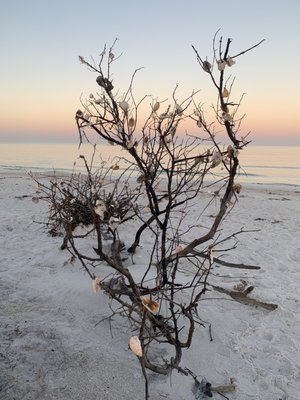 Caladesi Island State Park by null
