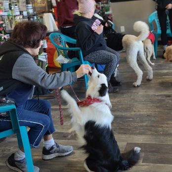 Good Choices Dog Training & Services - Pet Training Near Me Good Choices Dog Training & Services - Pet Training Near Me
