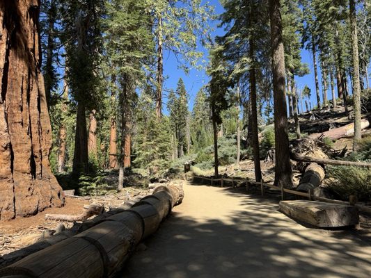 Mariposa Grove by null