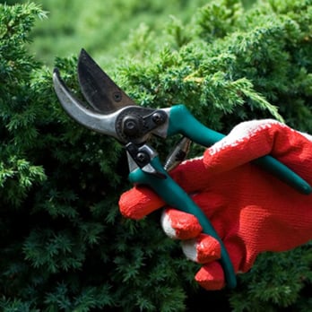 Plank Tree Service - a pair of garden shears - Tree Services Near Me - Reading, Pennsylvania Plank Tree Service - a pair of garden shears - Tree Services Near Me - Reading, Pennsylvania